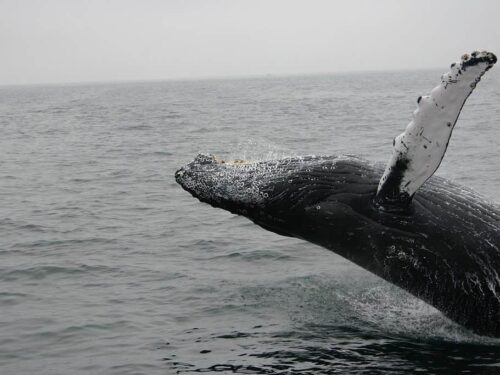 Best Time Of Year to go Whale Watching in Sydney