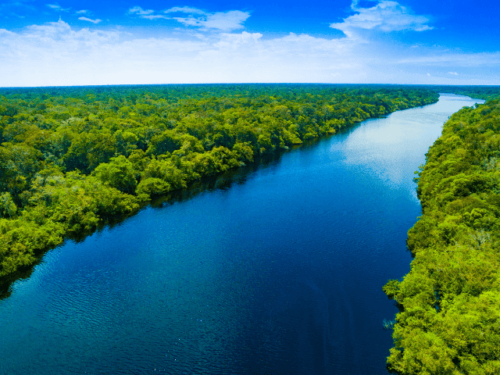 Where to See Pink Dolphins in the Amazon