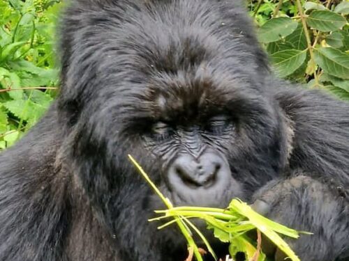 8 Days in Rwanda Itinerary: Trekking, Tea Plantations, and Gorilla Conservation