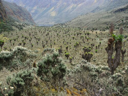 Guide to Hiking in Uganda’s Mountains