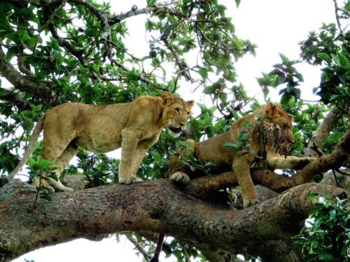 Reasons to Visit Lake Mburo National Park in Uganda