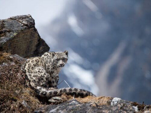 Tracking Snow Leopards in Nepal: A Complete Guide