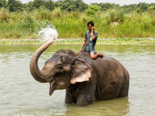 Volunteer with Elephants in Nepal: A Volunteer’s Perspective