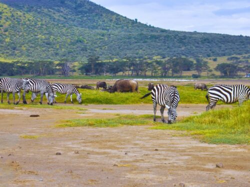 A Guide to Visiting Lake Nakuru National Park in Kenya