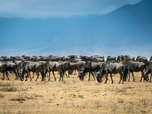 When is the Best Time to Visit Kenya?