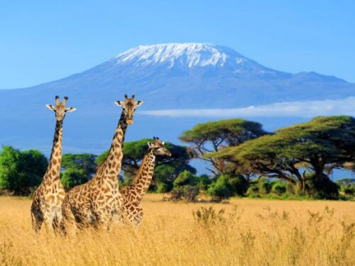 Best Time to Climb Mount Kilimanjaro