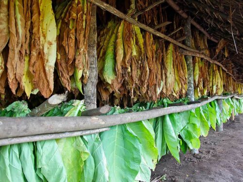 Dominican Cigars: Tradition, Excellence, and Passion