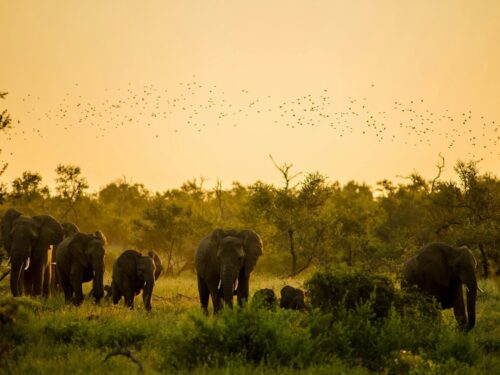 10 Reasons a Tanzanian Safari Should be on Your Bucket List